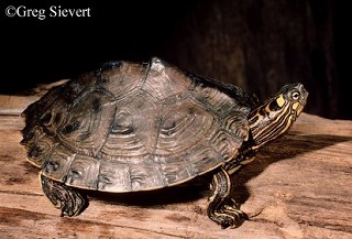 Tennessee's Watchable Wildlife