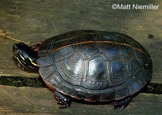 Tennessee's Watchable Wildlife