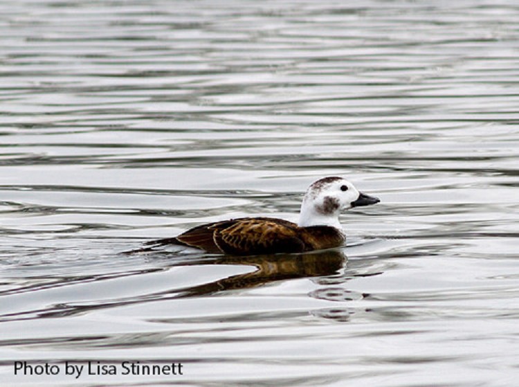 Tennessee Watchable Wildlife Longtailed Duck Habitat TENNESSEE