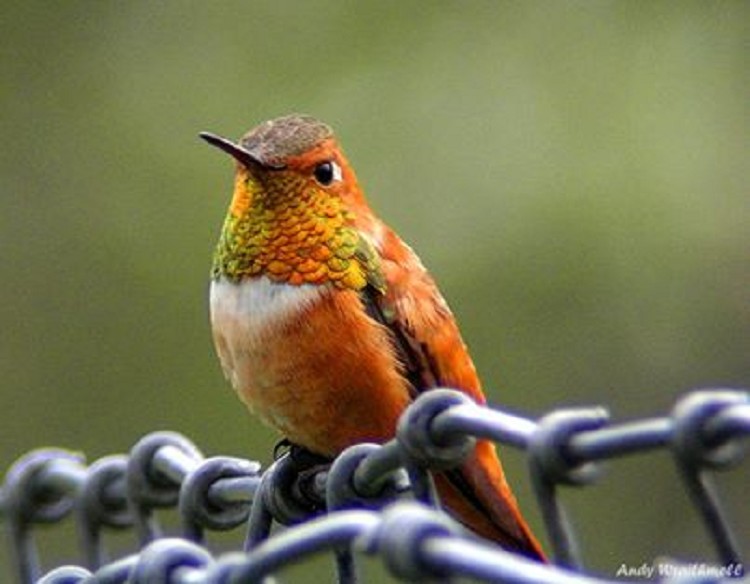 Tennessee Watchable Wildlife Rufous Hummingbird Habitat TENNESSEE