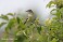 Tennessee's Watchable Wildlife