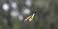 Tennessee's Watchable Wildlife